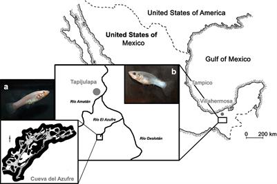 Insights into the Social Behavior of Surface and Cave-Dwelling Fish (Poecilia mexicana) in Light and Darkness through the Use of a Biomimetic Robot